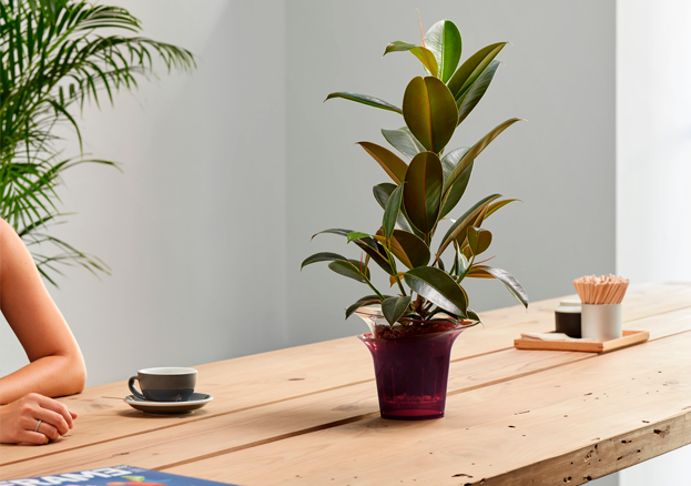 Cómo decorar tu casa con plantas: consejos y trucos
