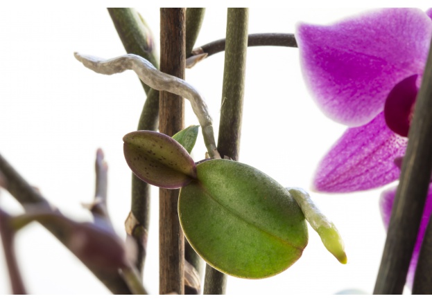 Cómo propagar la orquídea: los keikis