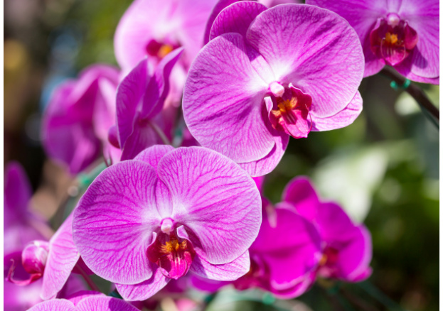 Las orquídeas, el regalo perfecto para esta Navidad