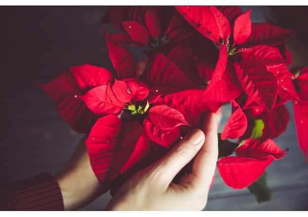 Leyendas sobre la flor de Navidad (Poinsettia)