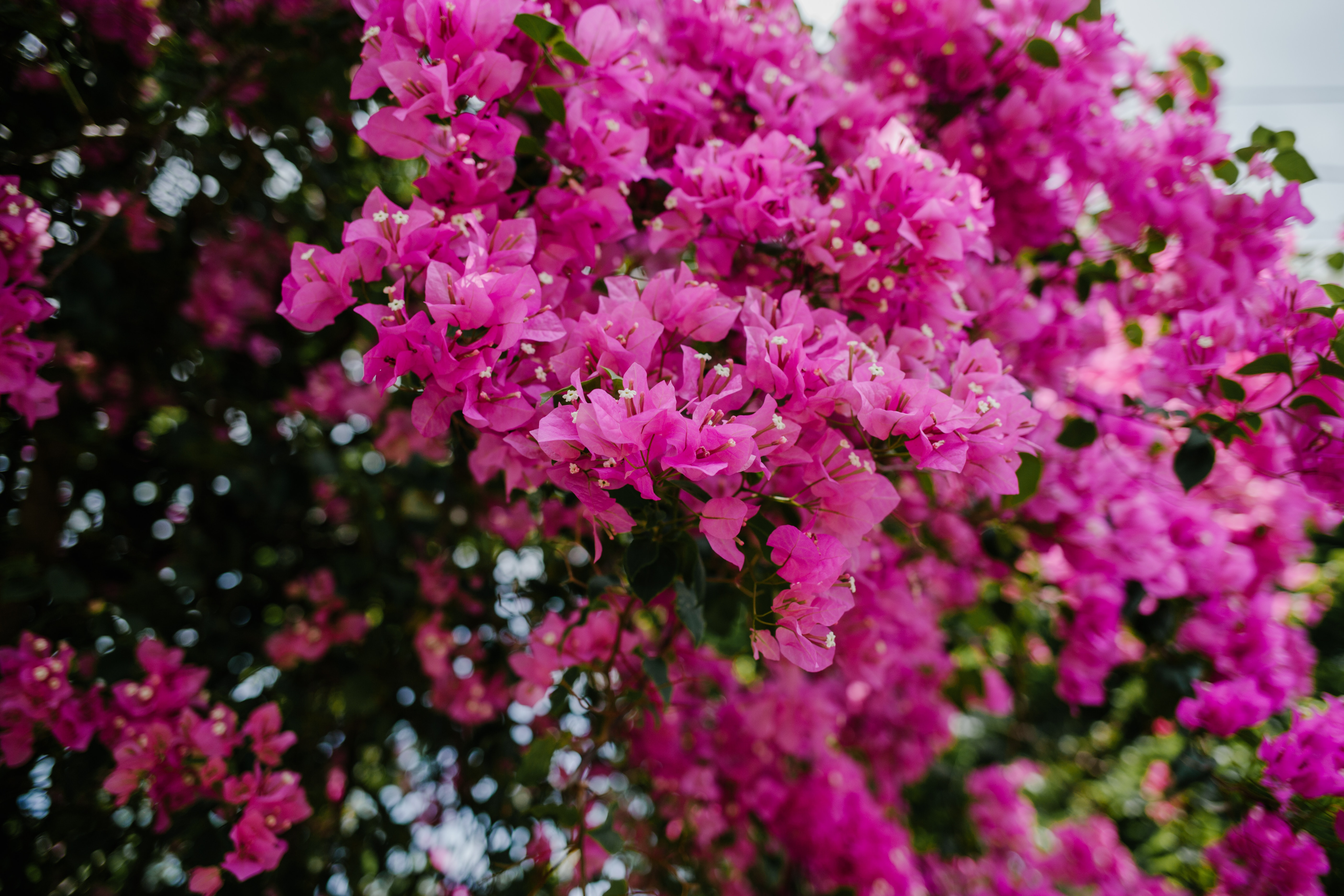 Las mejores plantas de exterior